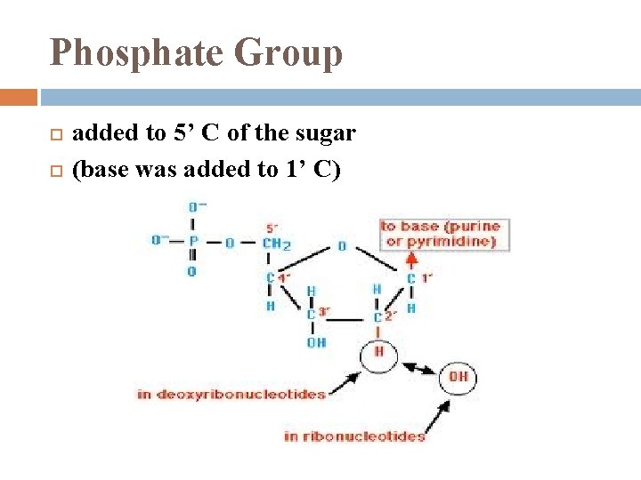 Phosphate Group added to 5’ C of the sugar (base was added to 1’