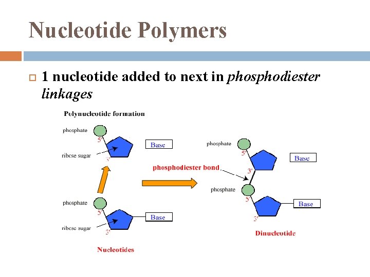 Nucleotide Polymers 1 nucleotide added to next in phosphodiester linkages 