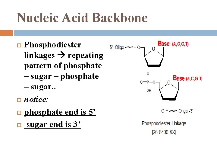 Nucleic Acid Backbone Phosphodiester linkages repeating pattern of phosphate – sugar – phosphate –