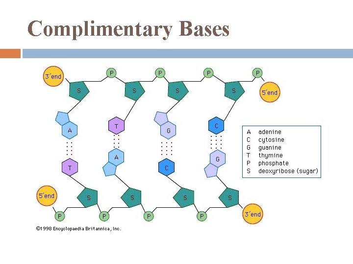 Complimentary Bases 