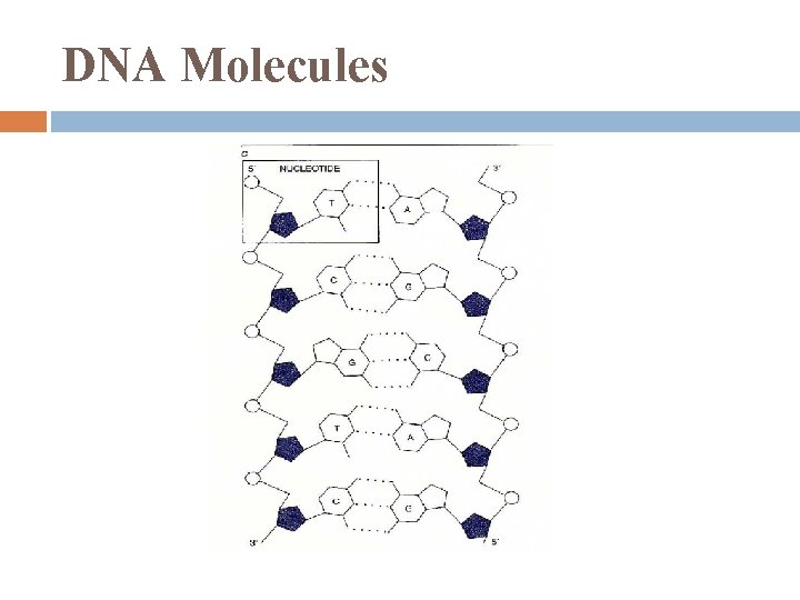 DNA Molecules 