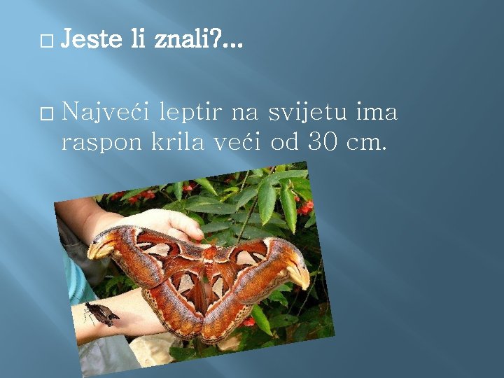 � Jeste li znali? . . . � Najveći leptir na svijetu ima raspon