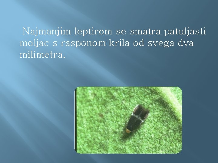 Najmanjim leptirom se smatra patuljasti moljac s rasponom krila od svega dva milimetra. 