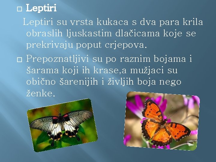 Leptiri su vrsta kukaca s dva para krila obraslih ljuskastim dlačicama koje se prekrivaju