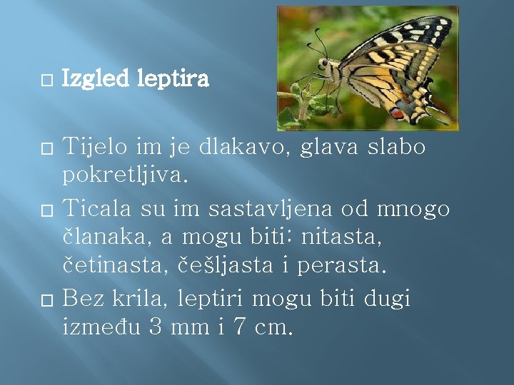 � Izgled leptira � Tijelo im je dlakavo, glava slabo pokretljiva. Ticala su im