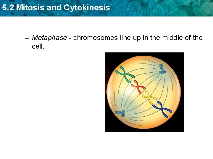 5. 2 Mitosis and Cytokinesis – Metaphase - chromosomes line up in the middle