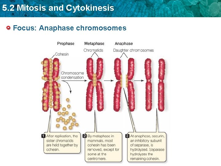 5. 2 Mitosis and Cytokinesis Focus: Anaphase chromosomes 