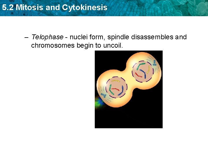 5. 2 Mitosis and Cytokinesis – Telophase - nuclei form, spindle disassembles and chromosomes