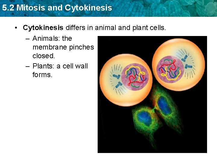 5. 2 Mitosis and Cytokinesis • Cytokinesis differs in animal and plant cells. –