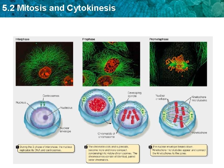 5. 2 Mitosis and Cytokinesis 