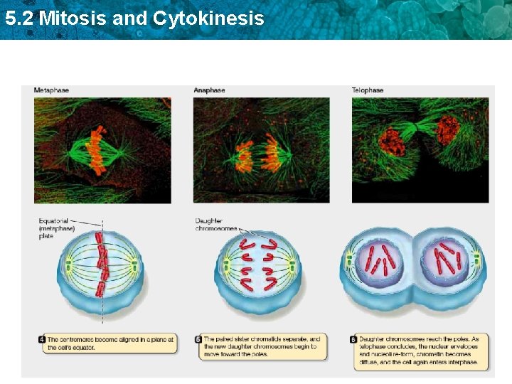 5. 2 Mitosis and Cytokinesis 