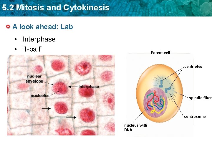 5. 2 Mitosis and Cytokinesis A look ahead: Lab • Interphase • “I-ball” Parent