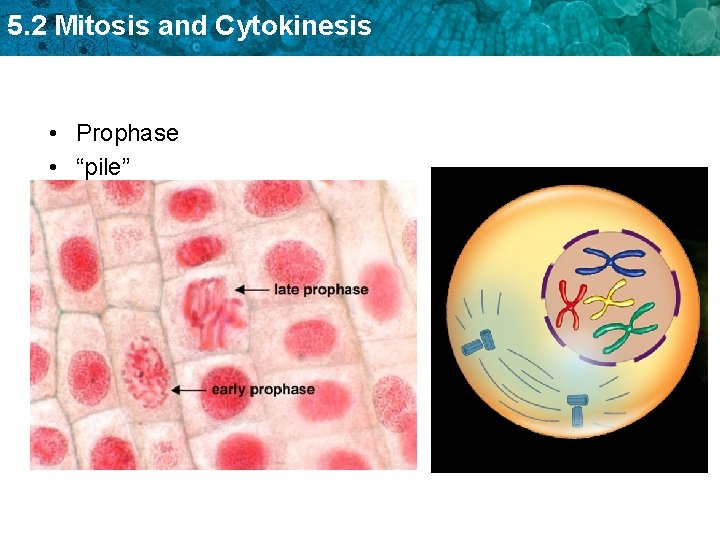 5. 2 Mitosis and Cytokinesis • Prophase • “pile” 