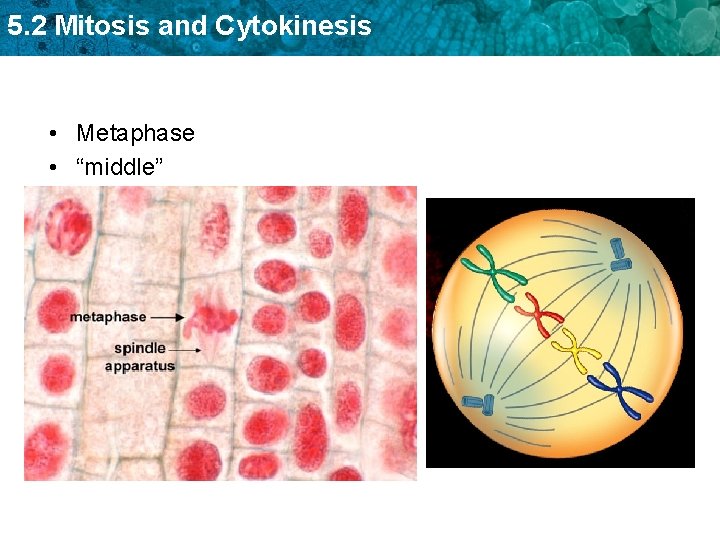5. 2 Mitosis and Cytokinesis • Metaphase • “middle” 