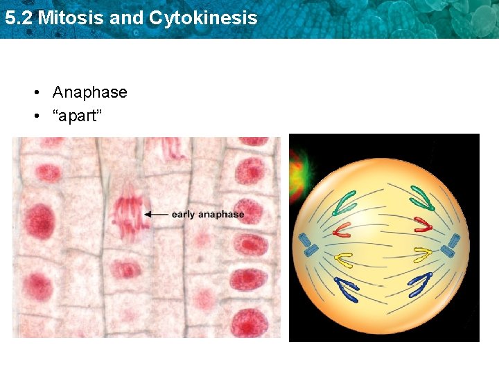 5. 2 Mitosis and Cytokinesis • Anaphase • “apart” 