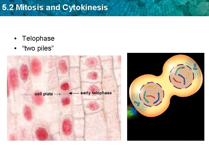 5. 2 Mitosis and Cytokinesis • Telophase • “two piles” 
