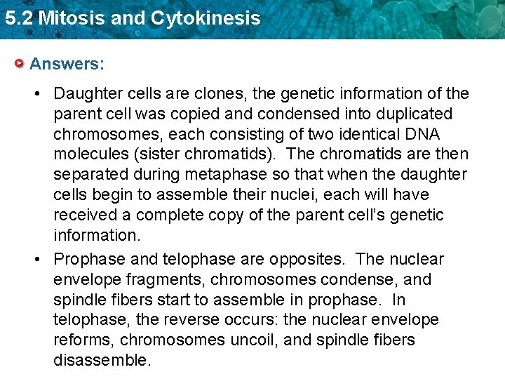 5. 2 Mitosis and Cytokinesis Answers: • Daughter cells are clones, the genetic information