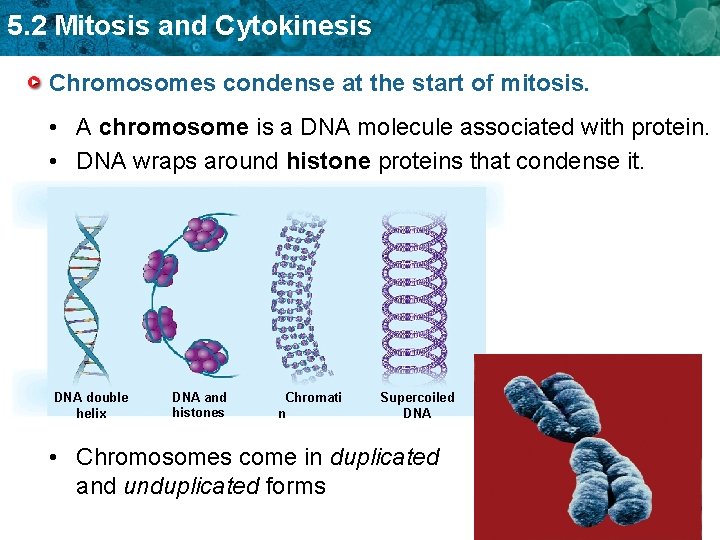 5. 2 Mitosis and Cytokinesis Chromosomes condense at the start of mitosis. • A