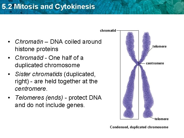 5. 2 Mitosis and Cytokinesis chromatid • Chromatin – DNA coiled around histone proteins