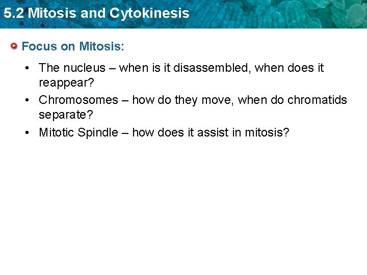 5. 2 Mitosis and Cytokinesis Focus on Mitosis: • The nucleus – when is