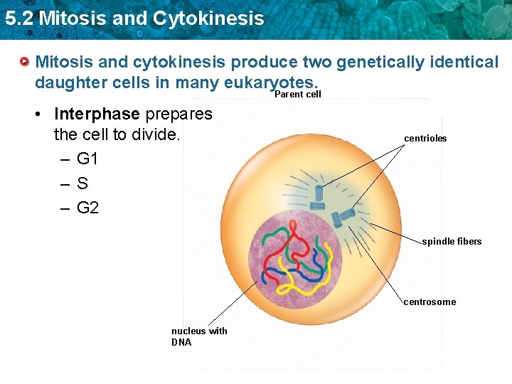 5. 2 Mitosis and Cytokinesis Mitosis and cytokinesis produce two genetically identical daughter cells