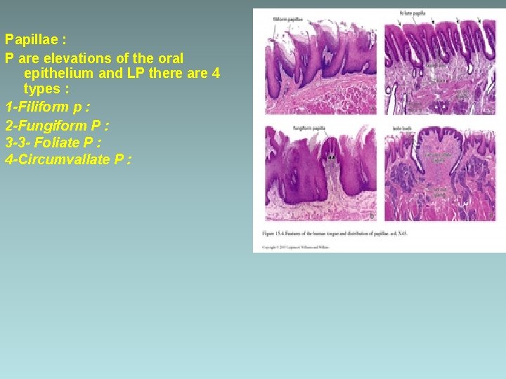 Papillae : P are elevations of the oral epithelium and LP there are 4