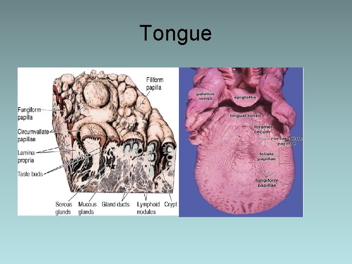 Tongue 
