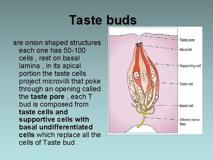 Taste buds are onion shaped structures each one has 50 -100 cells , rest
