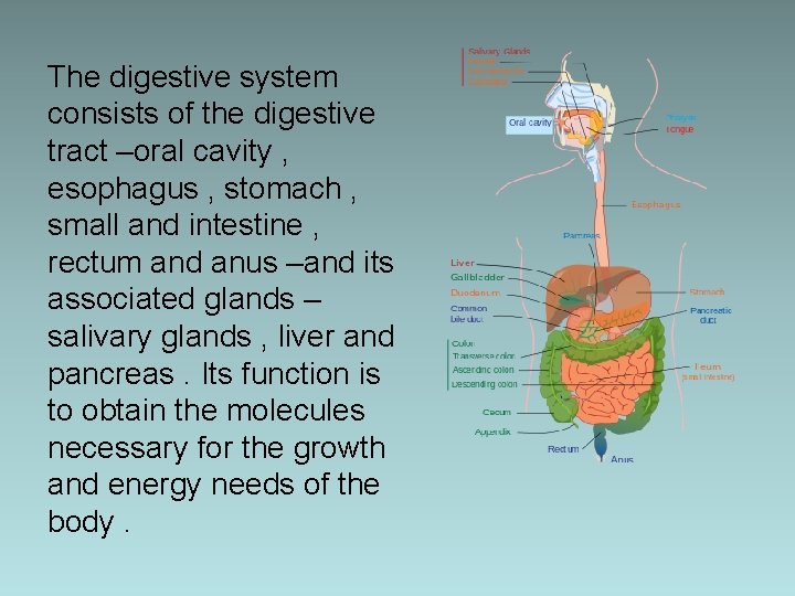 The digestive system consists of the digestive tract –oral cavity , esophagus , stomach