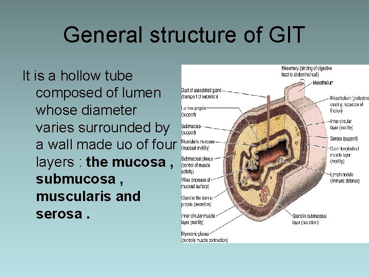 General structure of GIT It is a hollow tube composed of lumen whose diameter