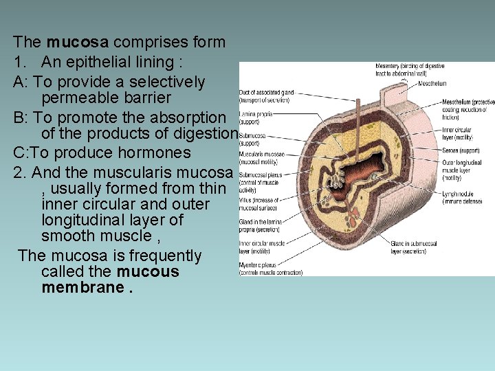 The mucosa comprises form 1. An epithelial lining : A: To provide a selectively