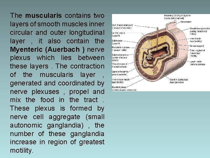 The muscularis contains two layers of smooth muscles inner circular and outer longitudinal layer