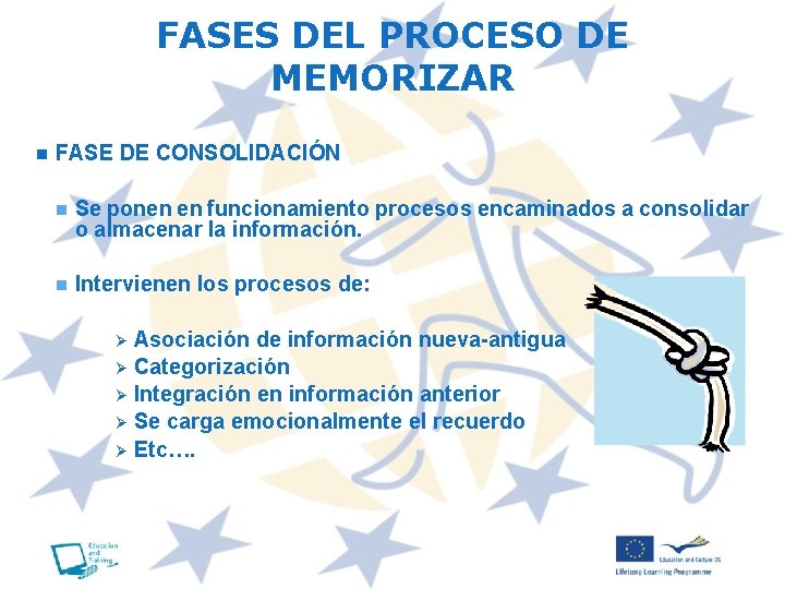 FASES DEL PROCESO DE MEMORIZAR n FASE DE CONSOLIDACIÓN n Se ponen en funcionamiento