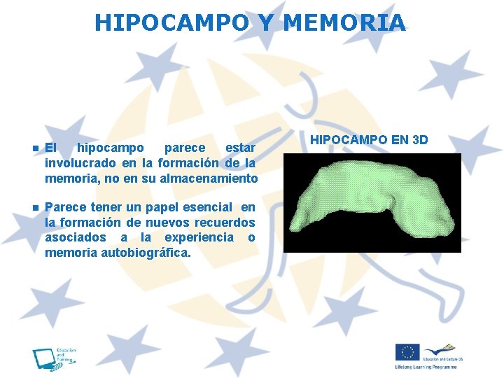 HIPOCAMPO Y MEMORIA n El hipocampo parece estar involucrado en la formación de la