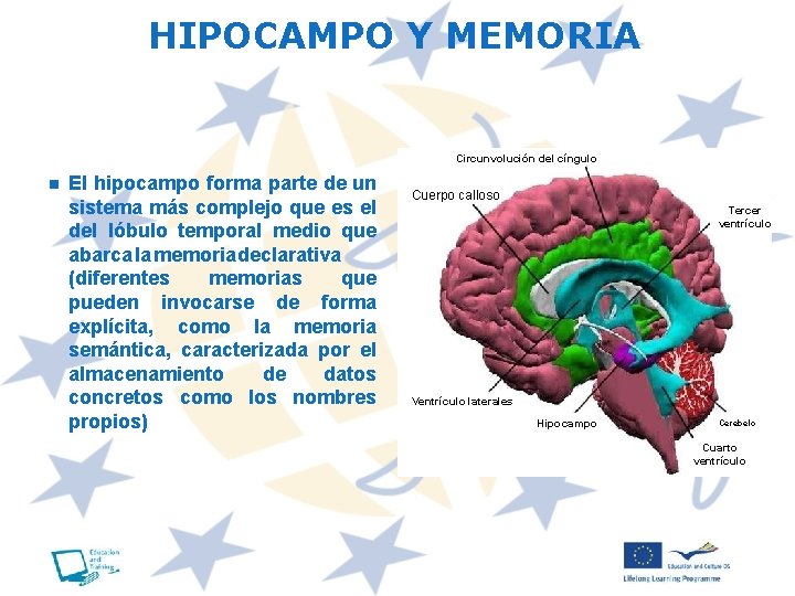 HIPOCAMPO Y MEMORIA Circunvolución del cíngulo n El hipocampo forma parte de un sistema