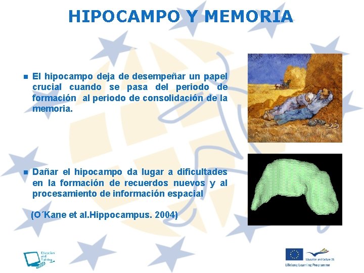 HIPOCAMPO Y MEMORIA n El hipocampo deja de desempeñar un papel crucial cuando se