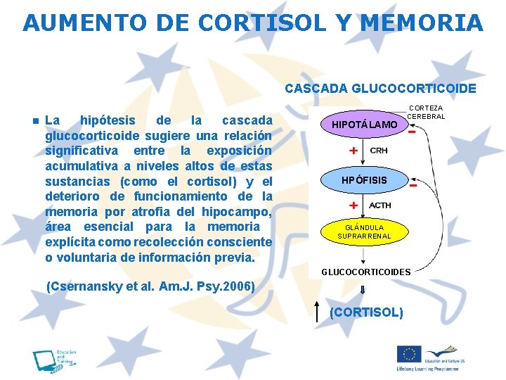 AUMENTO DE CORTISOL Y MEMORIA CASCADA GLUCOCORTICOIDE n La hipótesis de la cascada glucocorticoide