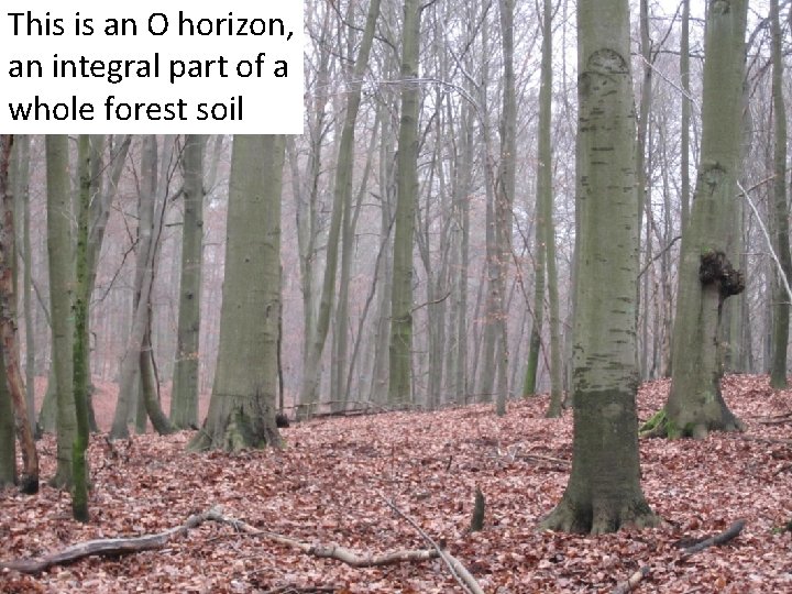 This is an O horizon, an integral part of a whole forest soil This is an O horizon, an integral part of a whole forest soil