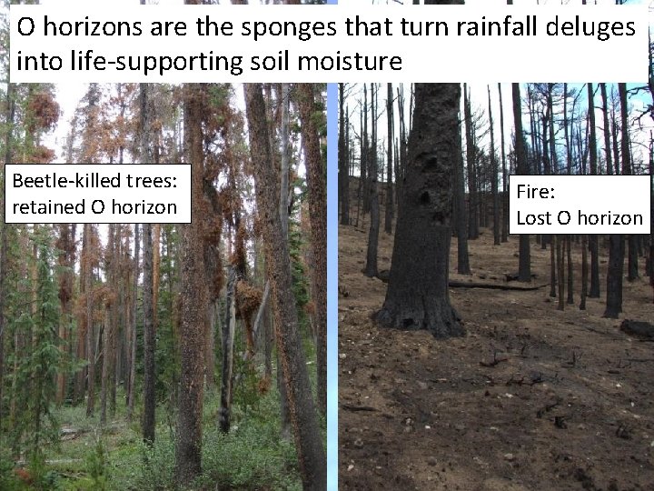 O horizons are the sponges that turn rainfall deluges into life-supporting soil moisture Beetle-killed O horizons are the sponges that turn rainfall deluges into life-supporting soil moisture Beetle-killed