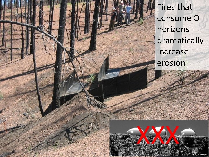 Fires that consume O horizons dramatically increase erosion XXX Fires that consume O horizons dramatically increase erosion XXX
