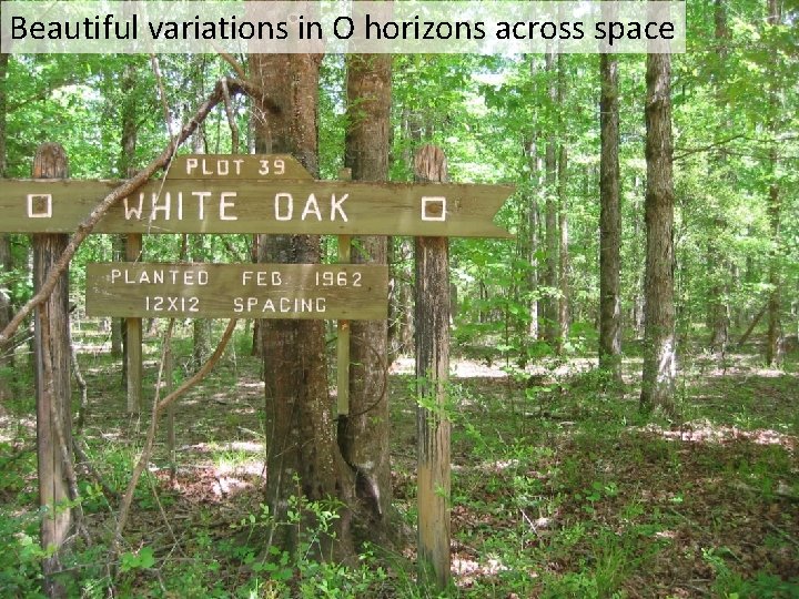 Beautiful variations in O horizons across space Beautiful variations in O horizons across space