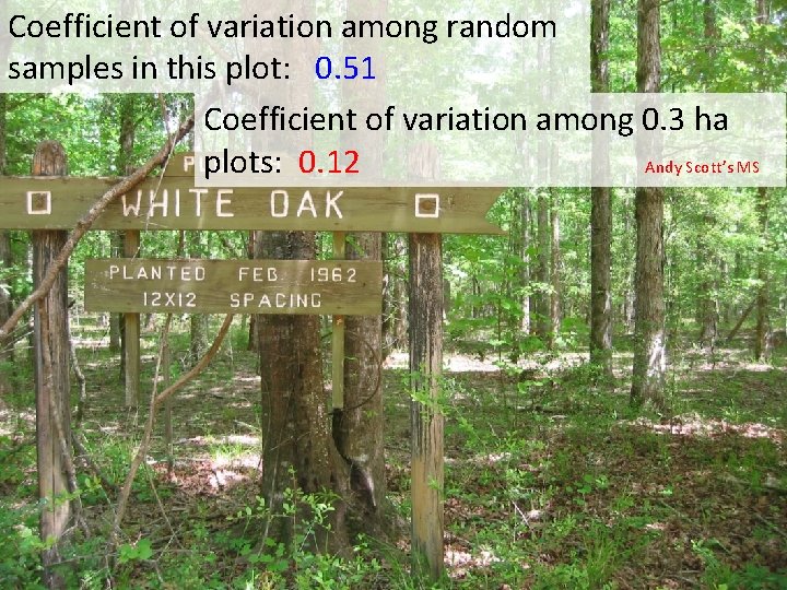 Coefficient of variation among random samples in this plot: 0. 51 Coefficient of variation Coefficient of variation among random samples in this plot: 0. 51 Coefficient of variation