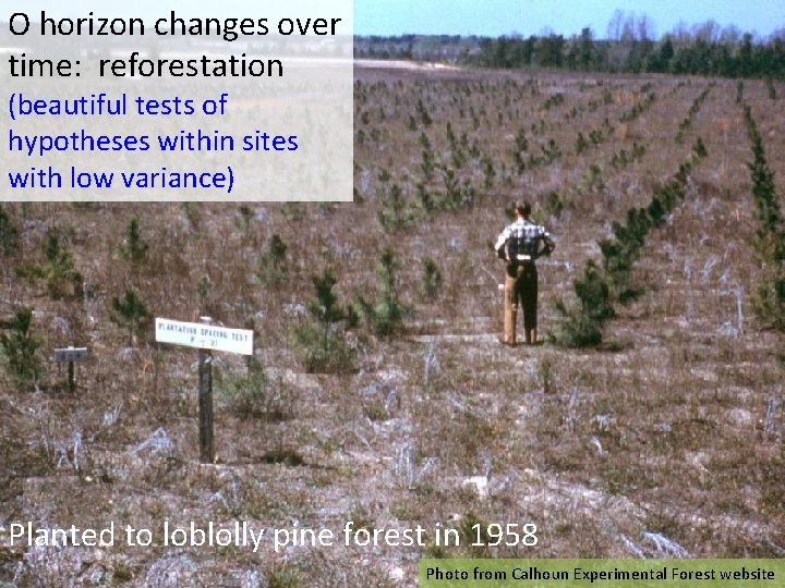 O horizon changes over time: reforestation (beautiful tests of hypotheses within sites with low O horizon changes over time: reforestation (beautiful tests of hypotheses within sites with low