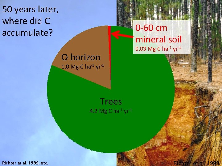 50 years later, where did C accumulate? 0 -60 cm mineral soil O horizon 50 years later, where did C accumulate? 0 -60 cm mineral soil O horizon