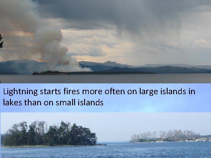 Lightning starts fires more often on large islands in lakes than on small islands Lightning starts fires more often on large islands in lakes than on small islands