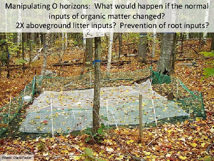 Manipulating O horizons: What would happen if the normal inputs of organic matter changed? Manipulating O horizons: What would happen if the normal inputs of organic matter changed?