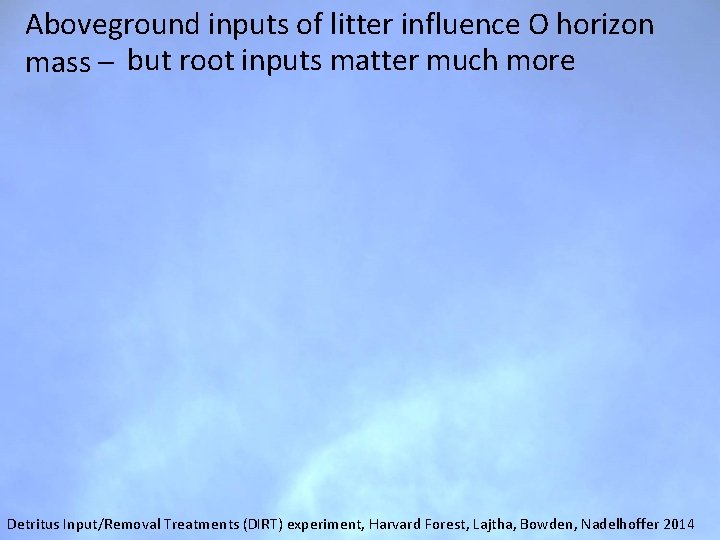Aboveground inputs of litter influence O horizon mass – but root inputs matter much Aboveground inputs of litter influence O horizon mass – but root inputs matter much