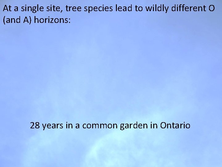 At a single site, tree species lead to wildly different O (and A) horizons: At a single site, tree species lead to wildly different O (and A) horizons: