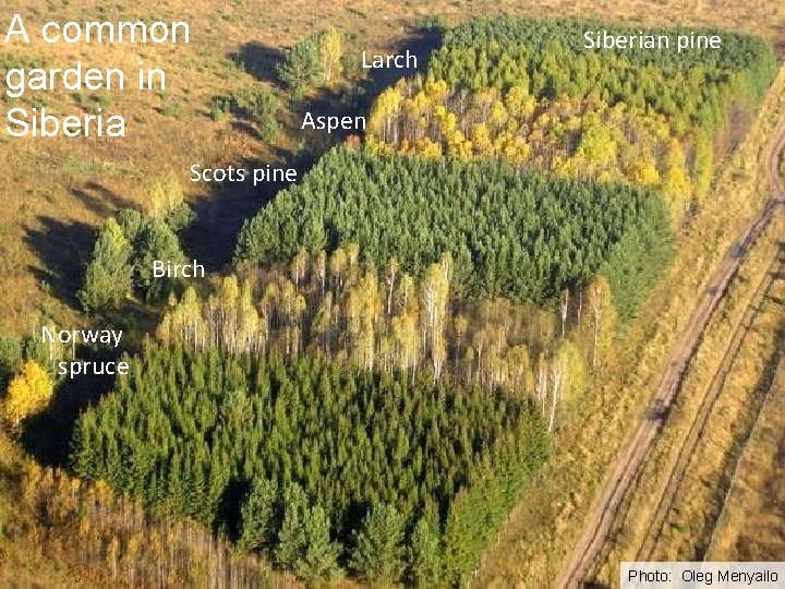 A common garden in Siberia Larch Siberian pine Aspen Scots pine Birch Norway spruce A common garden in Siberia Larch Siberian pine Aspen Scots pine Birch Norway spruce