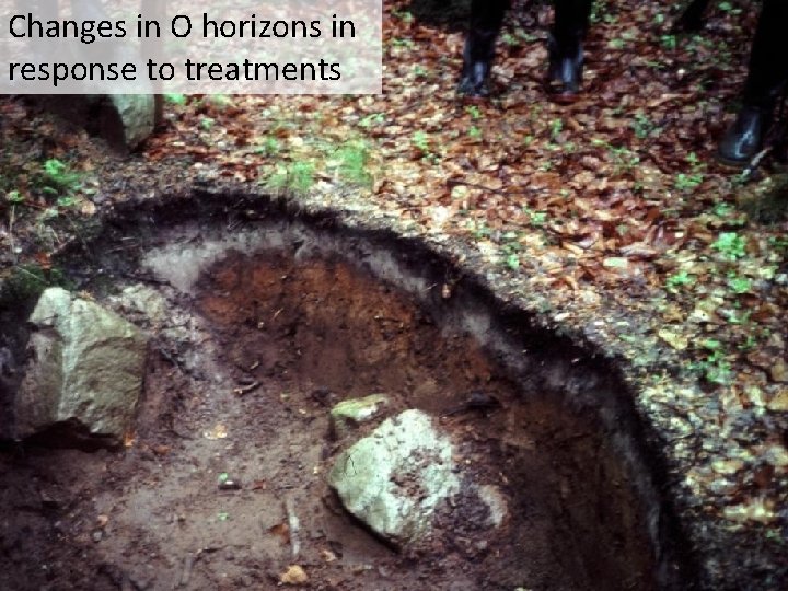 Changes in O horizons in response to treatments Changes in O horizons in response to treatments
